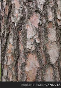 Tree bark. A tree bark useful as a background