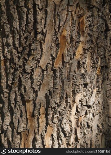 tree bark. background