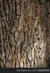 tree bark. background