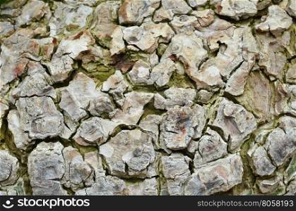 Tree bark background. Bark texture background patter