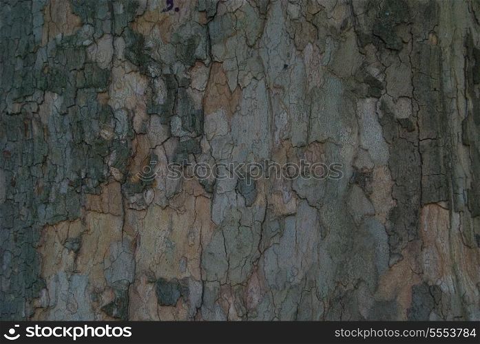 tree bark closeup (NIKON D80; 10.6.2007; 1/125 at f/5.6; ISO 800; white balance: Auto; focal length: 116 mm)