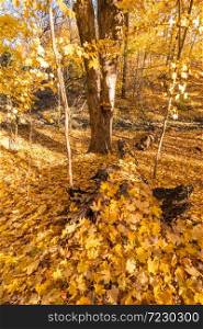 Tree bark covered by golden leaves during the fall