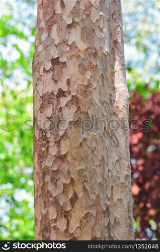 Tree bark in forest Nature background