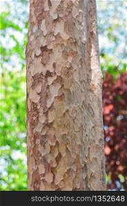 Tree bark in forest Nature background