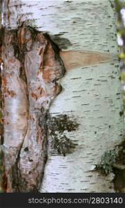 Tree bark over. Croast of the birch