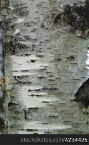 Tree bark over. Croast of the birch
