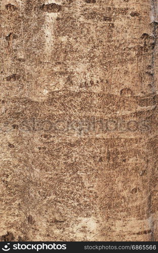 Tree bark texture,abstract background and texture