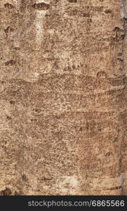 Tree bark texture,abstract background and texture