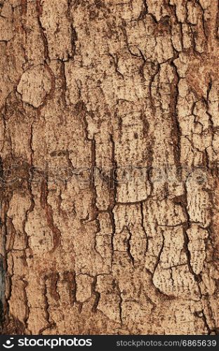 Tree bark texture,abstract background and texture