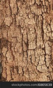Tree bark texture,abstract background and texture
