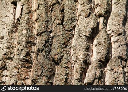 Tree bark texture. Background. Close up. Tree bark texture