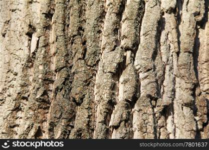 Tree bark texture. Background. Close up. Tree bark texture