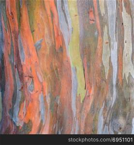 Tree bark texture background of Eucalyptus deglupta