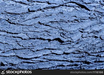 Tree bark texture. Blue toned old oak tree close up. Tree bark natural background. Organic texture. Natural background. Trendy banner toned in classic blue - color of the 2020 year. Tree bark texture. Blue toned old oak tree close up. Tree bark natural background. Organic texture.