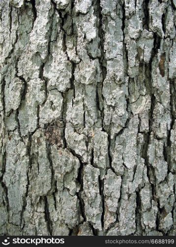 Tree bark texture - closeup of a tree trunk.