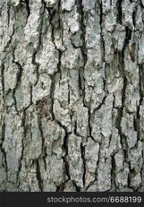 Tree bark texture - closeup of a tree trunk.