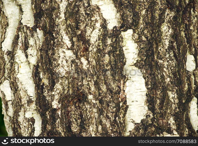 Tree bark texture from an old tree