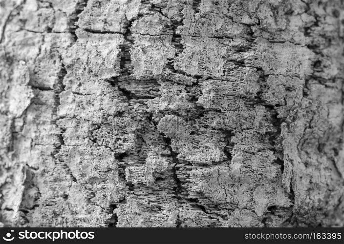 tree bark texture in black and white