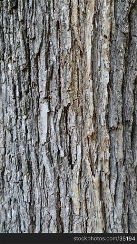 tree bark texture plant nature pattern background