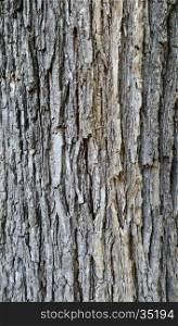 tree bark texture plant nature pattern background