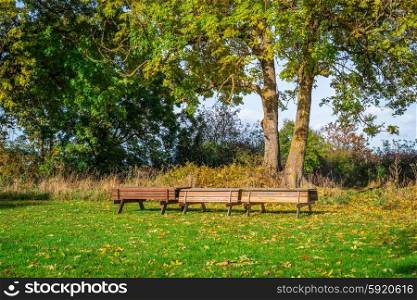 Tree benches in a park at autumn