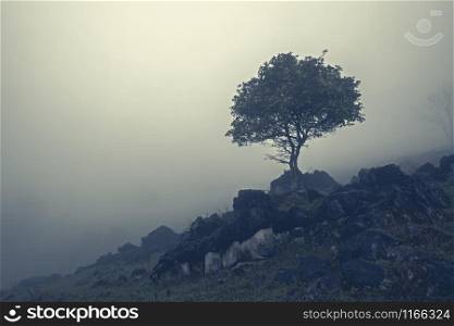 Tree between rocks on misty mountain slope. Aquismon, Huasteca Potosina, Mexico