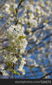 Tree bloom blossom beautiful flowers in spring season