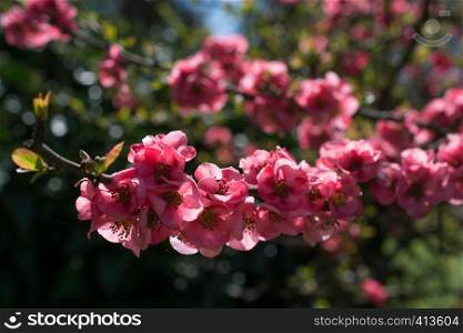 Tree bloom blossom beautiful flowers in spring season