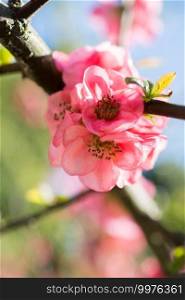 Tree bloom blossom beautiful flowers in spring season