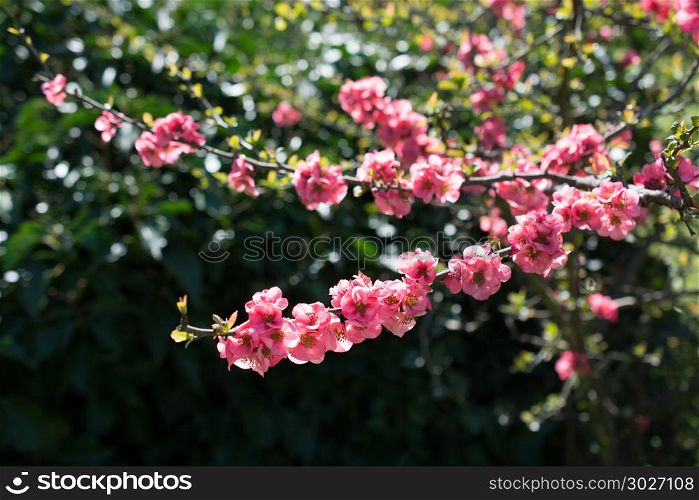 Tree bloom blossom beautiful flowers in spring. Tree bloom blossom beautiful flowers in spring season