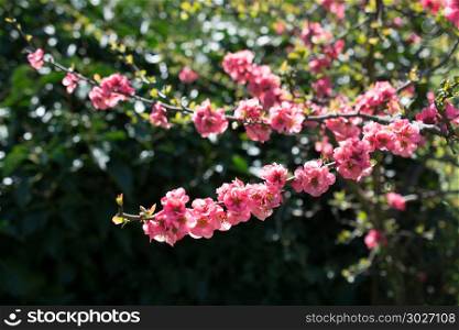 Tree bloom blossom beautiful flowers in spring. Tree bloom blossom beautiful flowers in spring season