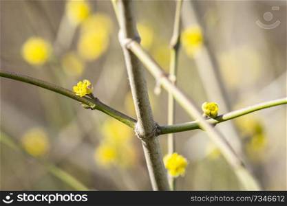 Tree blooming in the spring with yellow sprouts on a sunny day in March
