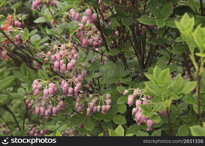 Tree blossom