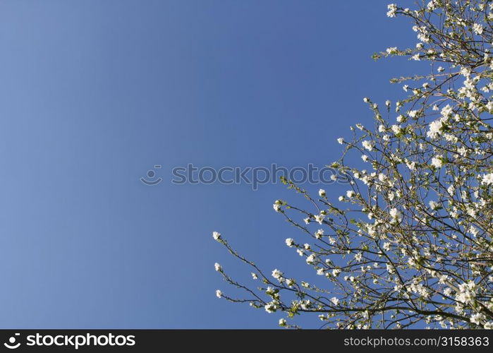 Tree blossom