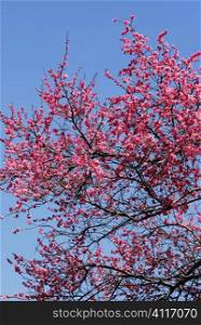 Tree blossom