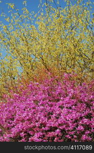 Tree blossom