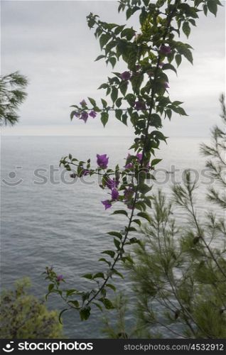 Tree branch at seaside, Positano, Amalfi Coast, Salerno, Campania, Italy