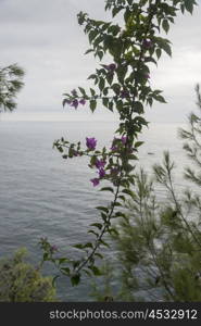 Tree branch at seaside, Positano, Amalfi Coast, Salerno, Campania, Italy