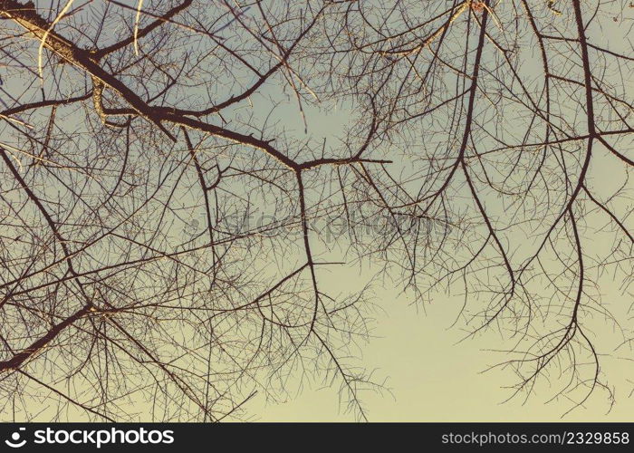 tree branch grunge vintage texture for natural background.