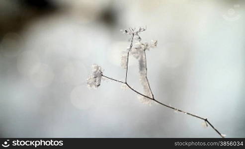 Tree branch in hoarfrost.