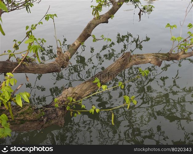 Tree branch in river. Tree branches in the river water with reflection