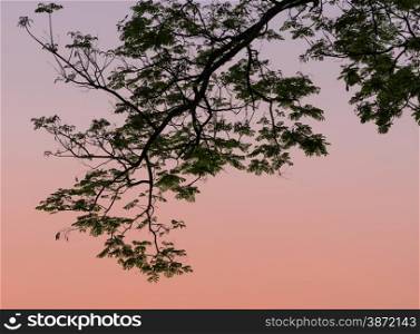 Tree branch silhouette on twilight sky background