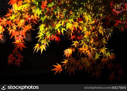 Tree branch with autumn leaves. Autumn background.