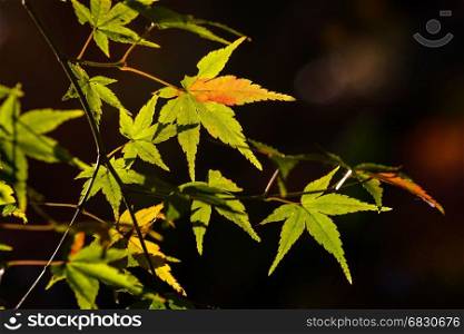 Tree branch with autumn leaves. Autumn background.