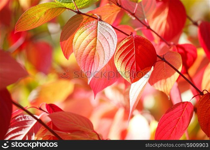 Tree branch with autumn leaves. Tree branch with beautiful red autumn leaves