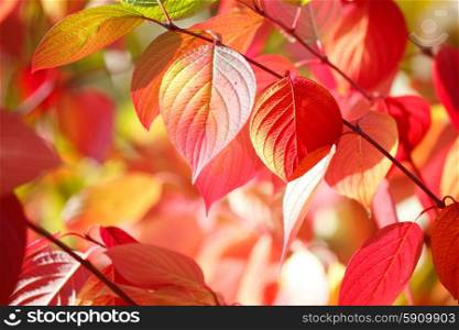 Tree branch with autumn leaves. Tree branch with beautiful red autumn leaves