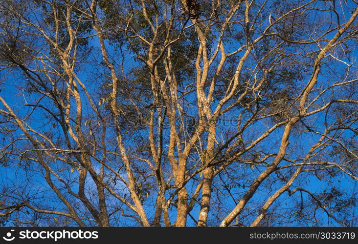 tree branch with blue sky