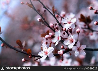tree branch with buds and flowers, spring. floral background 