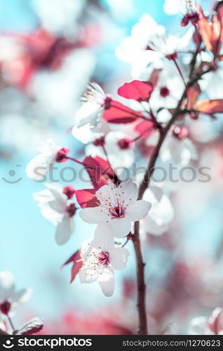 tree branch with buds and flowers, spring. floral background