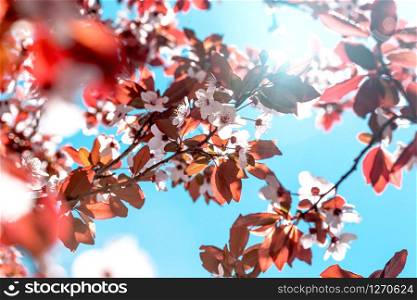 tree branch with buds and flowers, spring. floral background